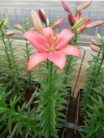 [5061 Manado No02.JPG]